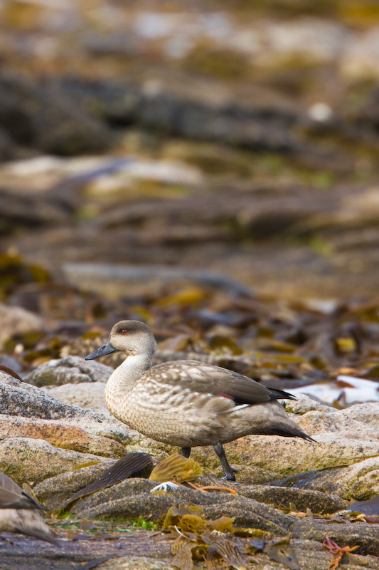 Crested Duck